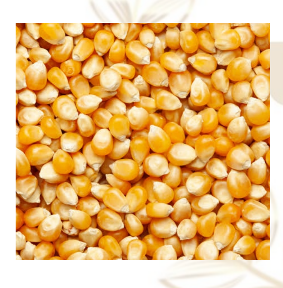 Whole Maize 2kg - Juicy Pet Supplies