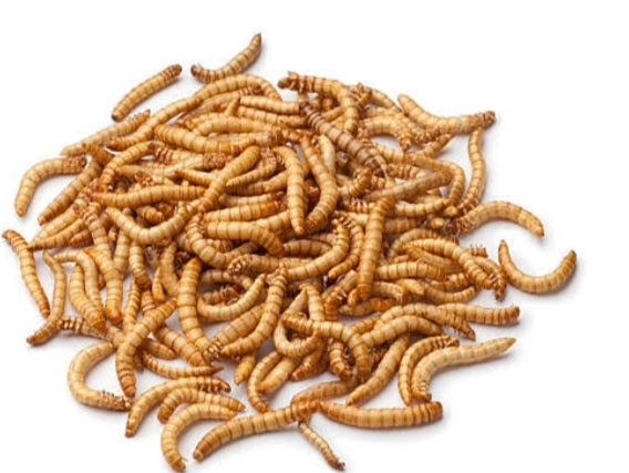 Mealworms - Juicy Pet Supplies
