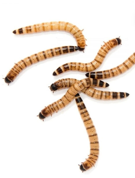 Superworms - Juicy Pet Supplies