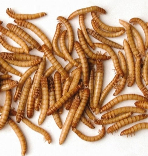 Dried Mealworms 100g