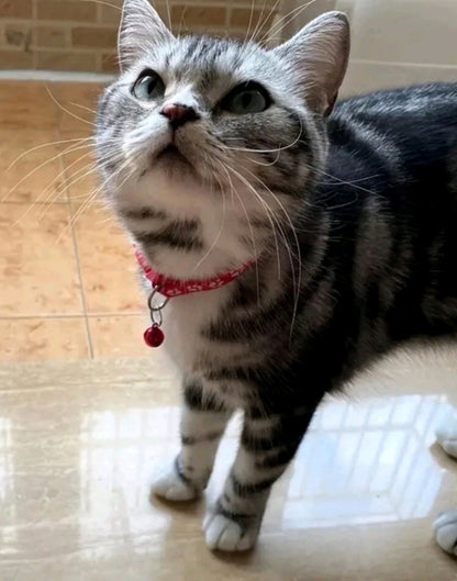 Adjustable Cat Collar with Bell - Juicy Pet Supplies