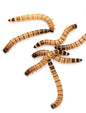 Superworms - Juicy Pet Supplies